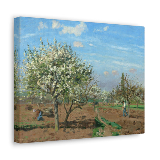 Orchard in Bloom, Louveciennes by Camille Pissarro Canvas Print