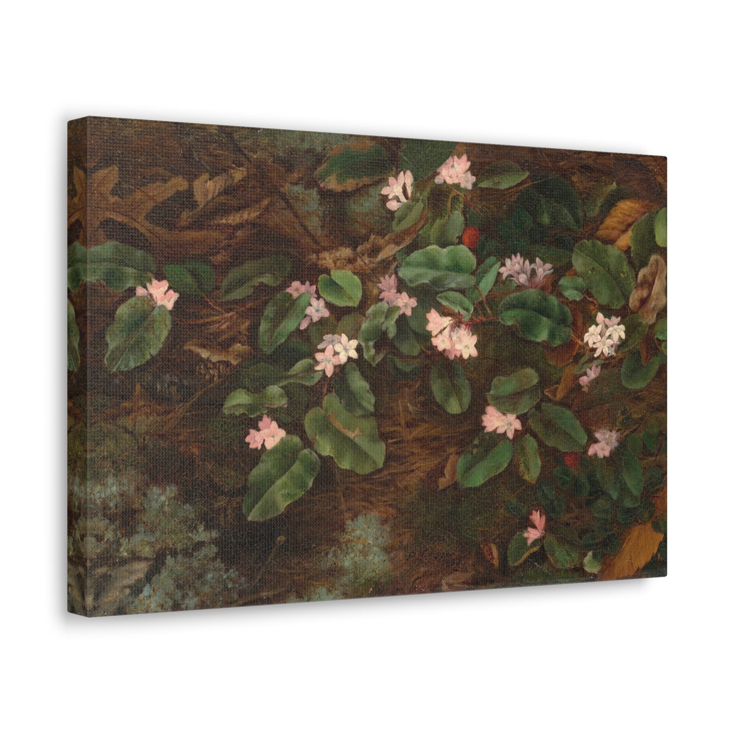 Trailing Arbutus by Fidelia Bridges Canvas Print