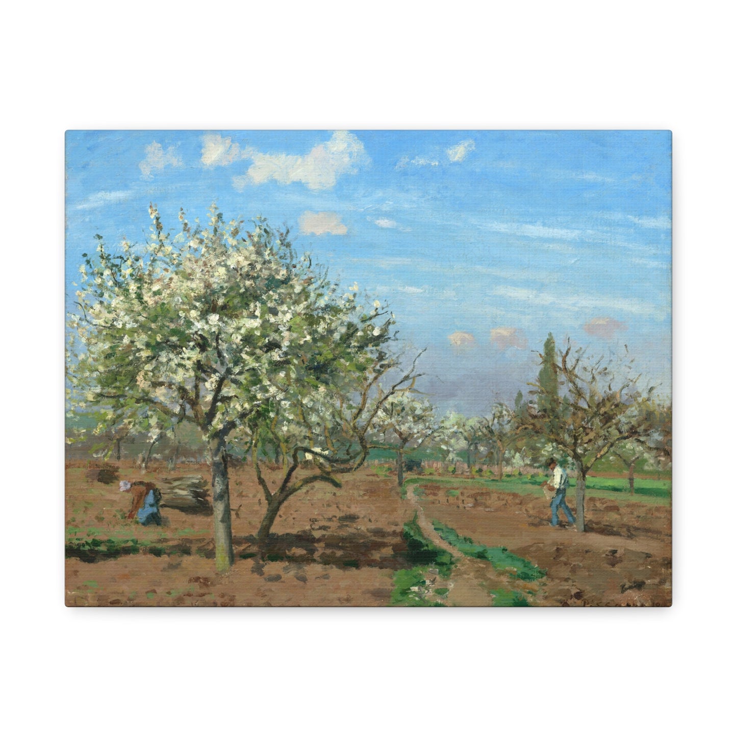 Orchard in Bloom, Louveciennes by Camille Pissarro Canvas Print