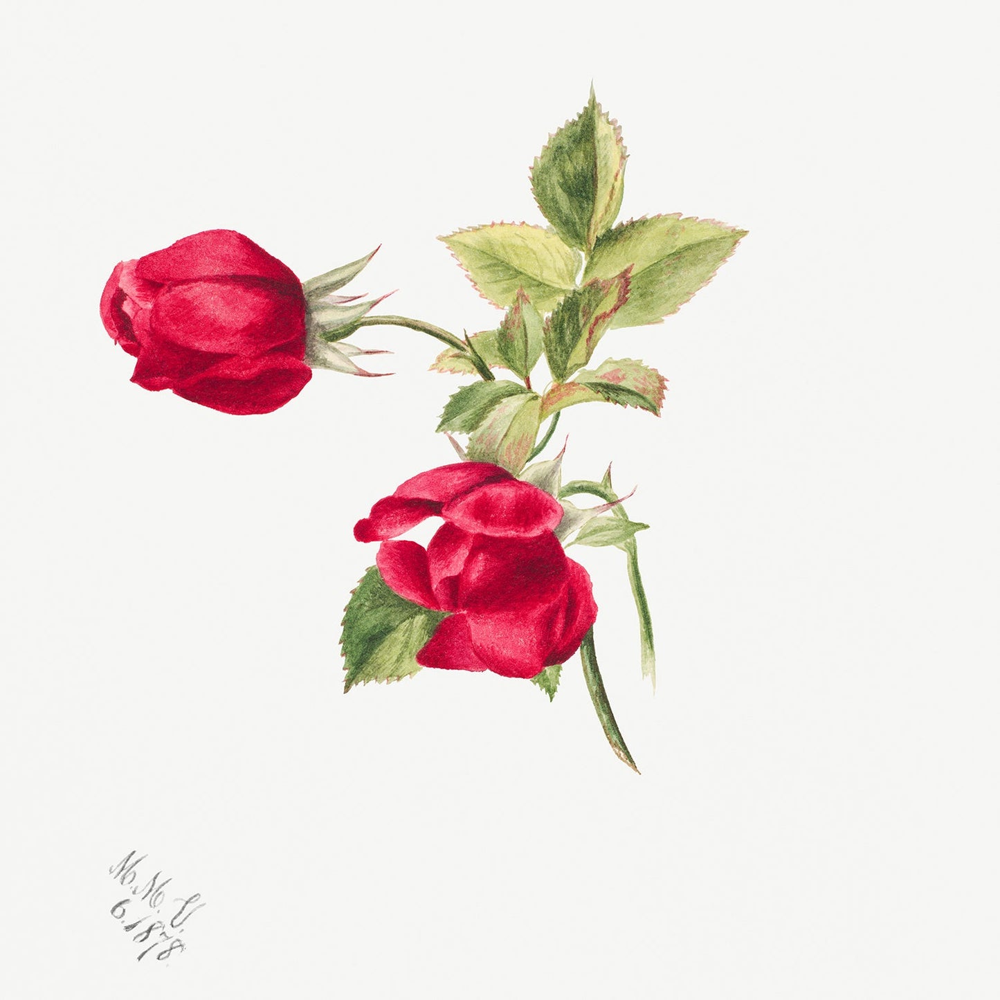 Botanical Plant Illustration - Rose by Mary Vaux Walcott