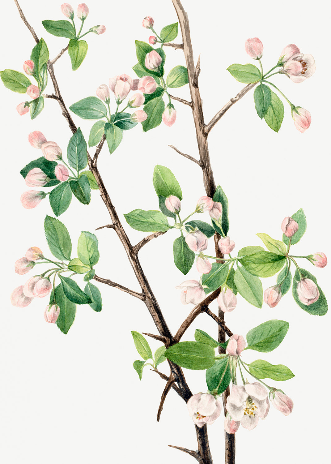 Botanical Plant Illustration - Wild Sweet Crab (Malus coronaria) by Mary Vaux Walcott