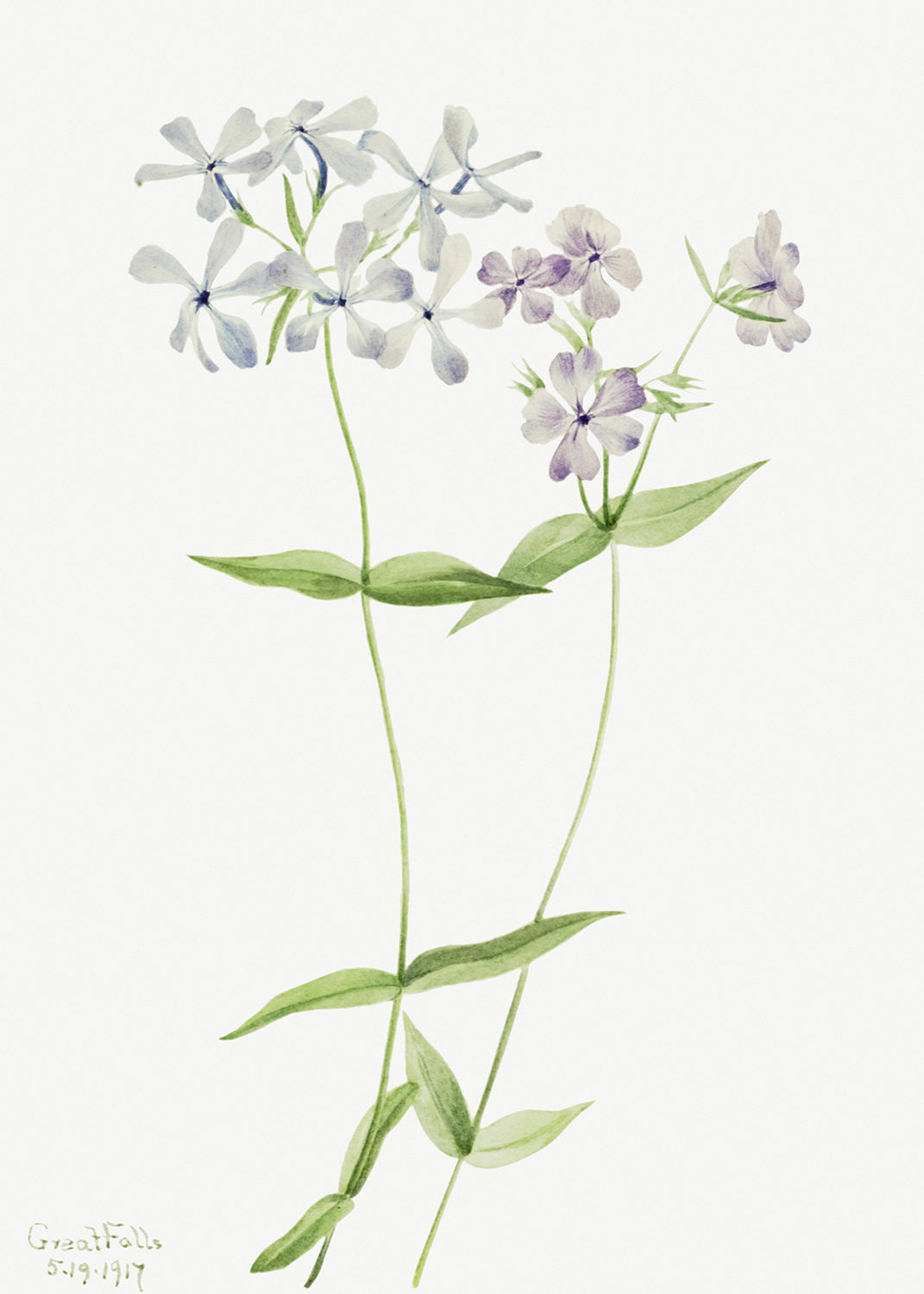 Botanical Plant Illustration - Blue Phlox (Phlox divaricata) by Mary Vaux Walcott