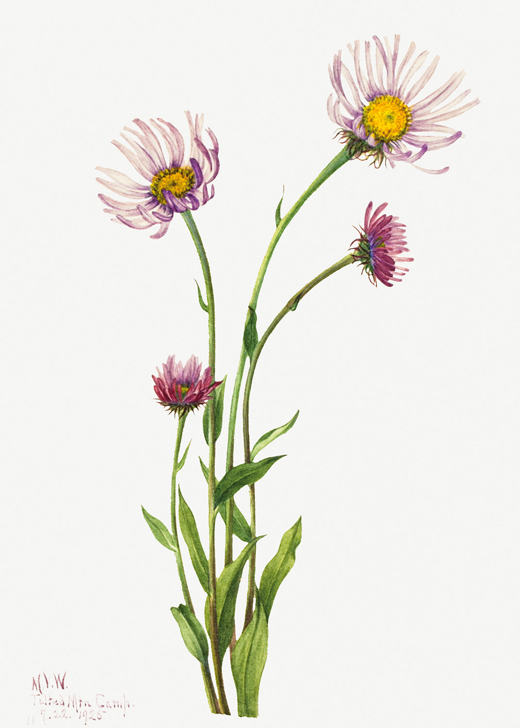 Botanical Plant Illustration - Alaska Fleabane (Erigeron salsuginosus) by Mary Vaux Walcott