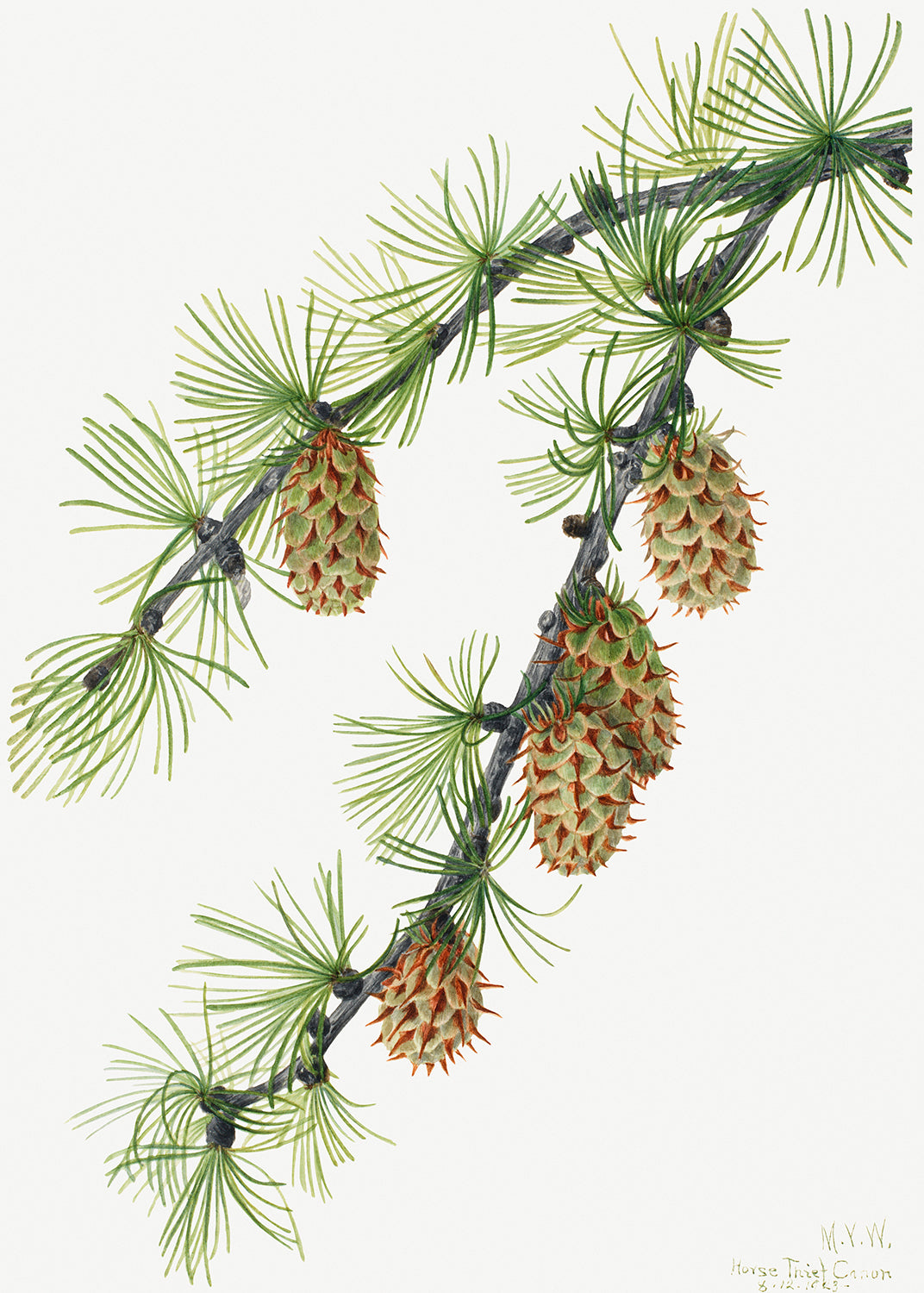 Botanical Plant Illustration - Western Larch (Larix occidentalis) by Mary Vaux Walcott