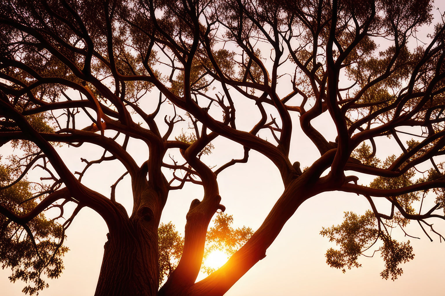 Sunrise Through The Trees Photo Art Print