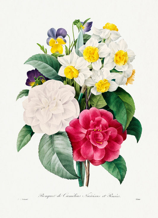 Botanical Plant Print - Camellia Narcissus and Pansy bouquet by Pierre Joseph Redoute