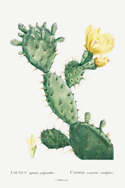 Botanical Plant Print - Aloe Opuntia Polyanthos by Pierre Joseph Redoute