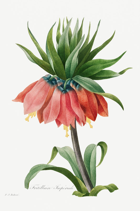 Botanical Plant Print - Crown Imperial Fritillary by Pierre Joseph Redoute