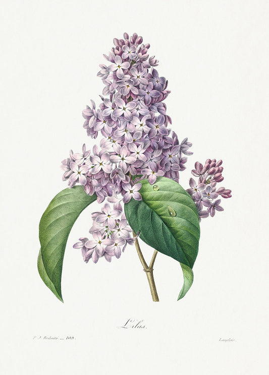 Botanical Plant Print - Lilac by Pierre Joseph Redoute