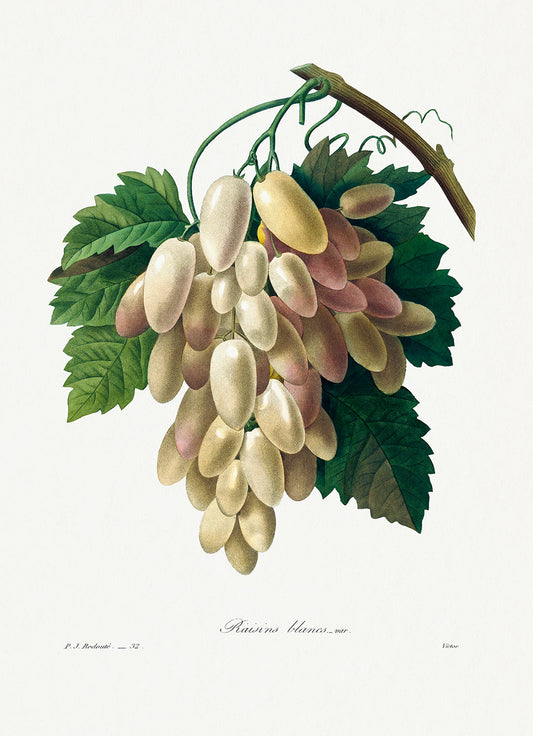 Botanical Plant Print - White Grape by Pierre Joseph Redoute