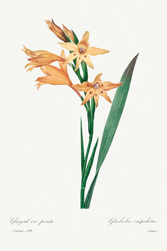 Botanical Plant Print - Gladiolus by Pierre Joseph Redoute