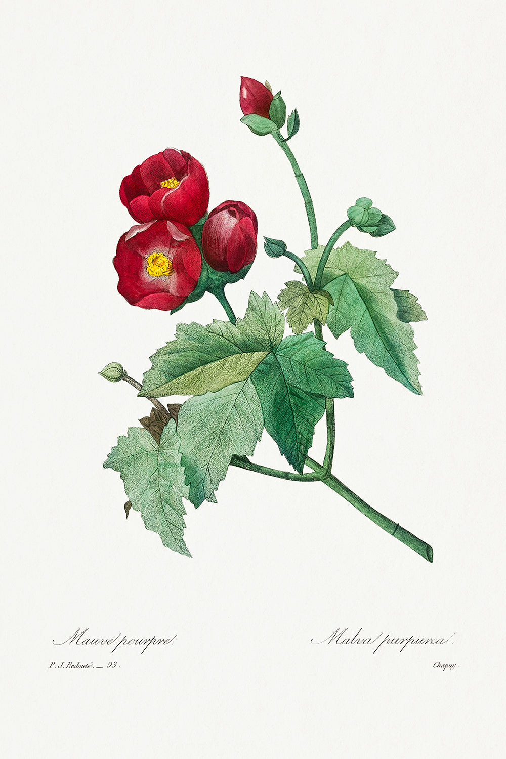 Botanical Plant Print - Purple Mallow by Pierre Joseph Redoute