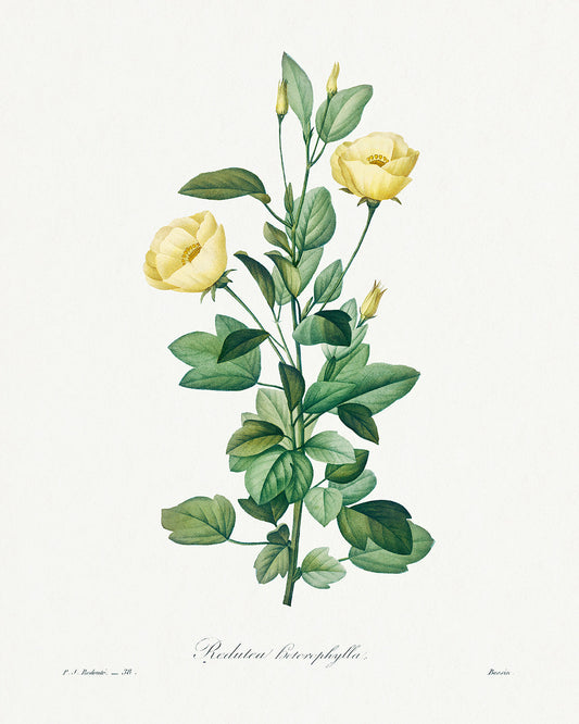 Botanical Plant Print - Reduta Heterophylla by Pierre Joseph Redoute