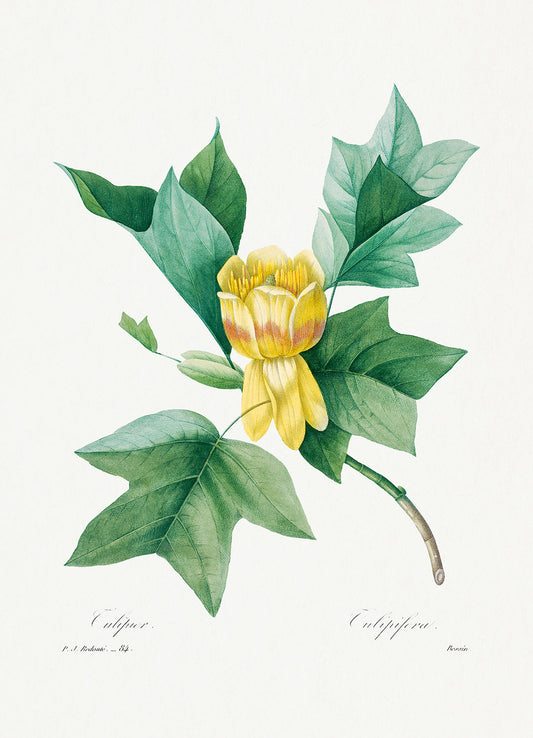 Botanical Plant Print - Tulipifera by Pierre Joseph Redoute