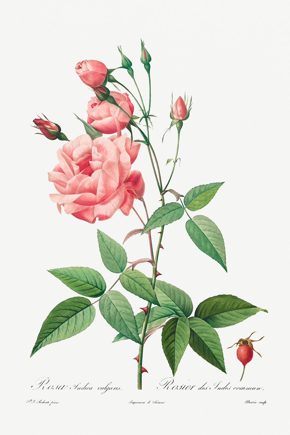 Botanical Plant Print - Rosa Gallica by Pierre Joseph Redoute