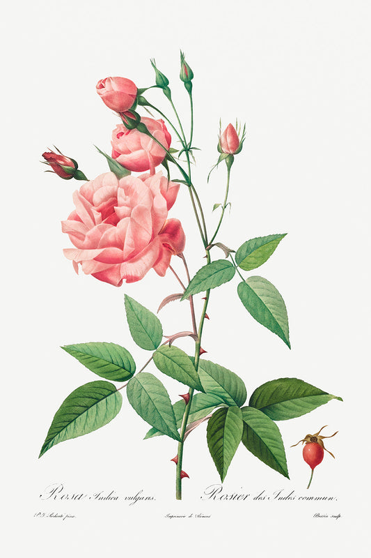 Botanical Plant Print - Rosa Gallica by Pierre Joseph Redoute