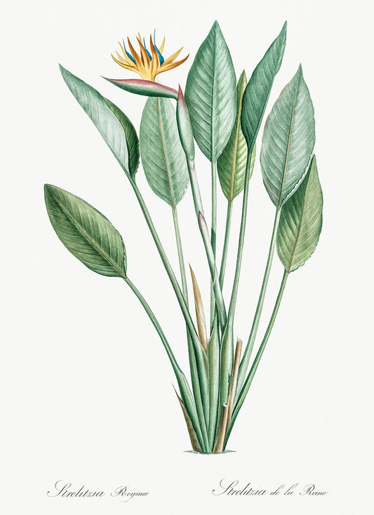 Botanical Plant Print - Bird of paradise by Pierre Joseph Redoute