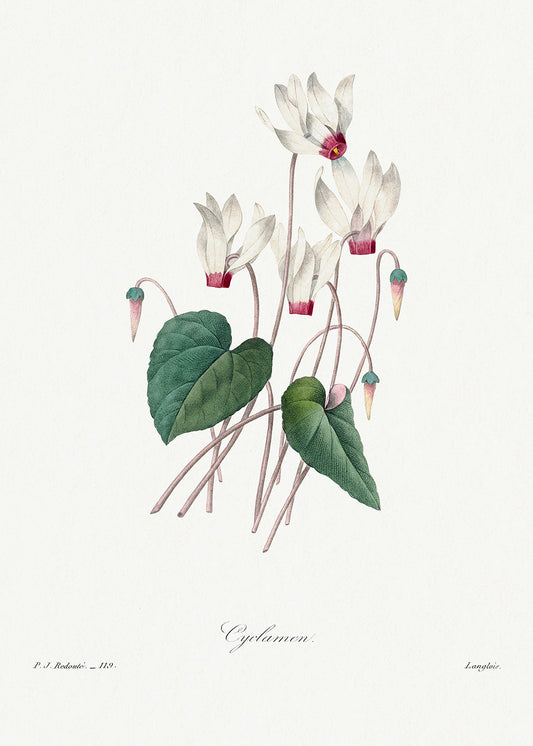 Botanical Plant Print - Cyclamen by Pierre Joseph Redoute