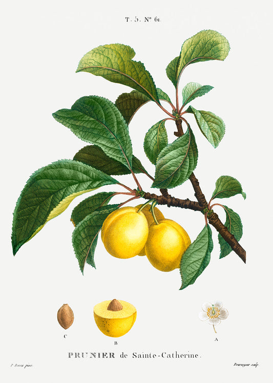 Botanical Plant Print - Plum (Prunier de Sainte-Catherine) by Pierre Joseph Redoute