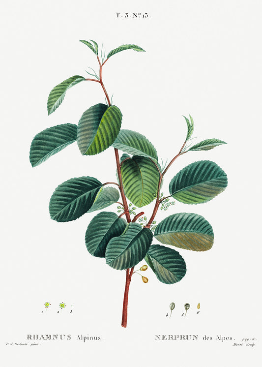 Botanical Plant Print - Alpine buckthorn (Rhamnus alpinus) by Pierre Joseph Redoute