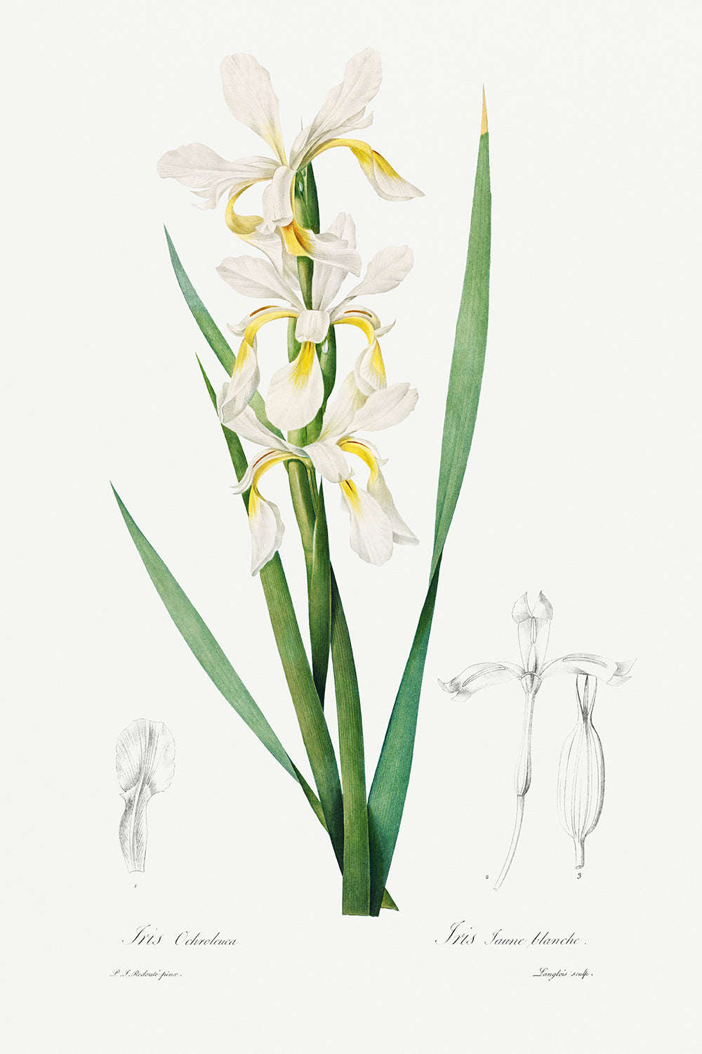 Botanical Plant Print - Gold-banded Iris by Pierre Joseph Redoute