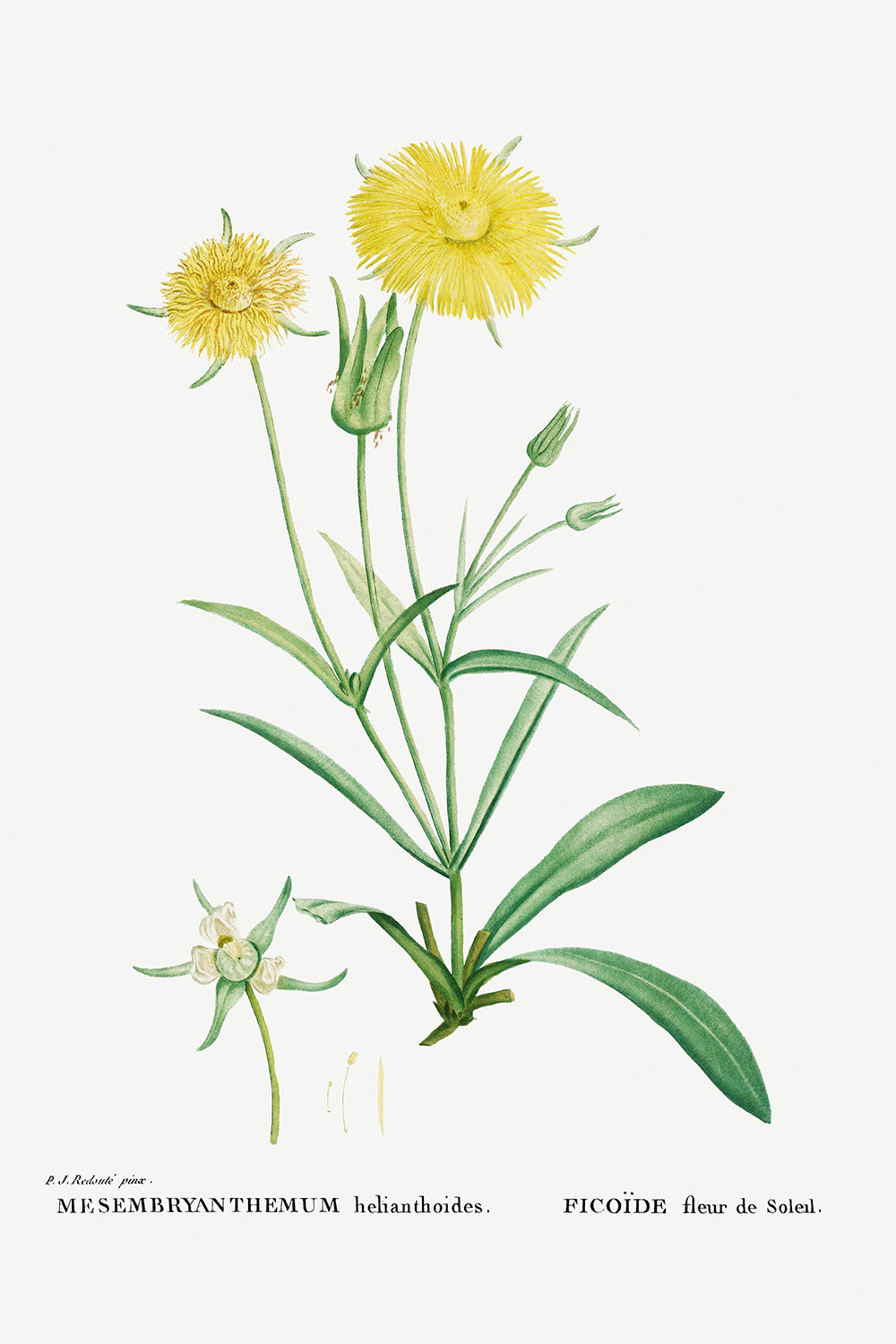 Botanical Plant Print - Mesembryanthemum Helianthoides (SpatulaÐleaved Fig Marigold) by Pierre Joseph Redoute