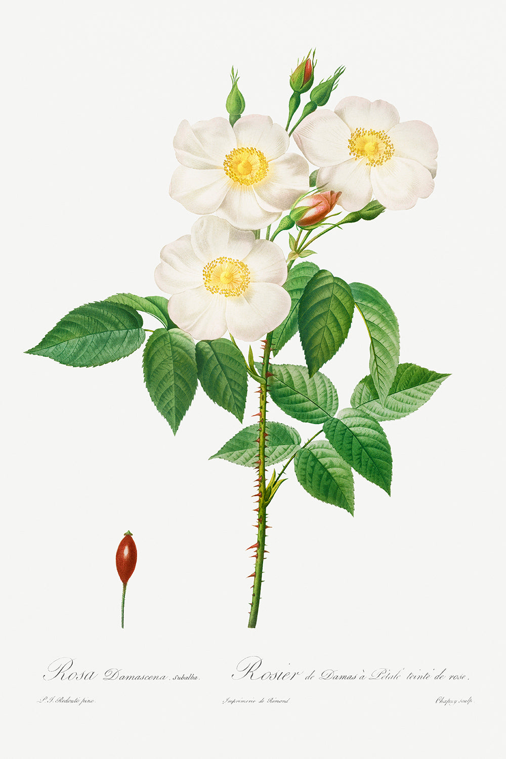 Botanical Plant Print - Rosa Damascena, Subalba by Pierre Joseph Redoute