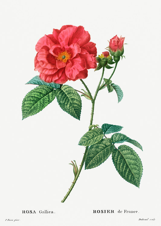 Botanical Plant Print - French rose (Rosa gallica) by Pierre Joseph Redoute