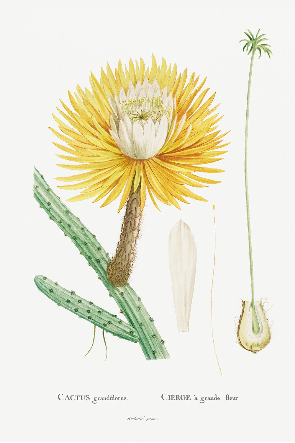 Botanical Plant Print - Cactus Grandiflorus by Pierre Joseph Redoute