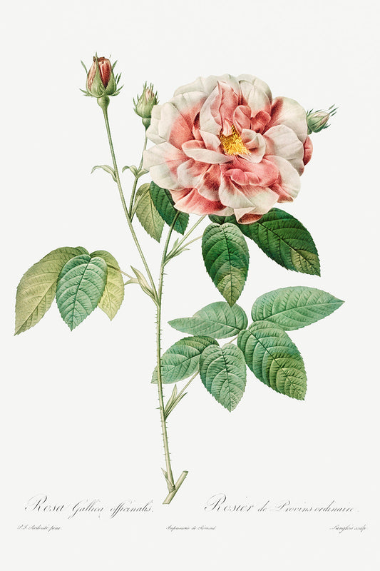 Botanical Plant Print - Rosa Gallica Pink by Pierre Joseph Redoute