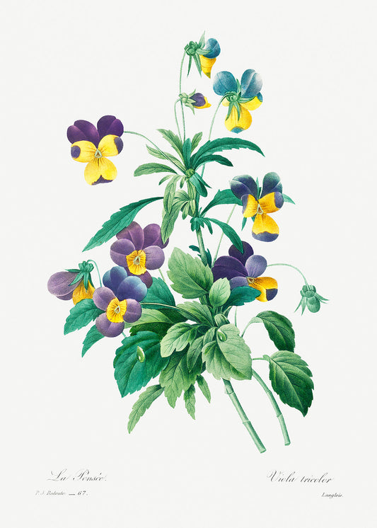 Botanical Plant Print - Wild pansy by Pierre Joseph Redoute