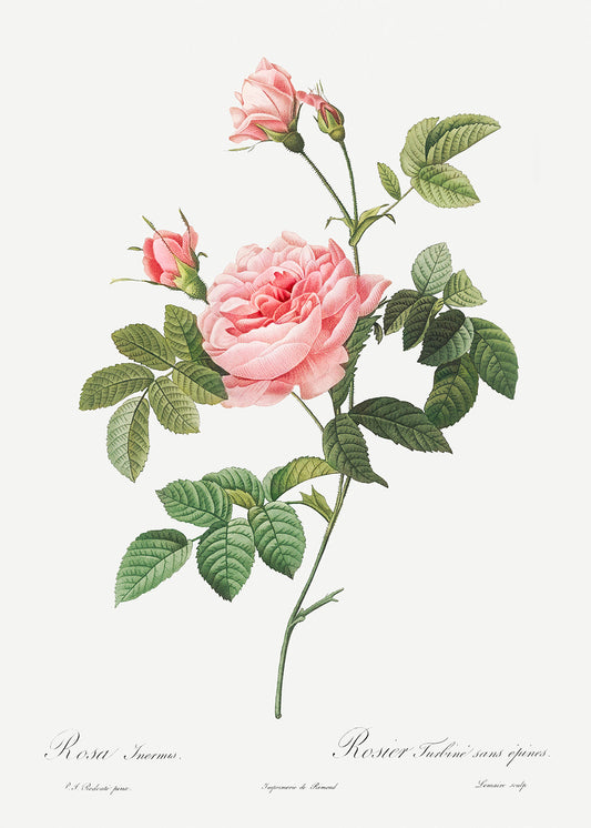 Botanical Plant Print - Boursault Rose (Rose Turbine without Thorns) by Pierre Joseph Redoute