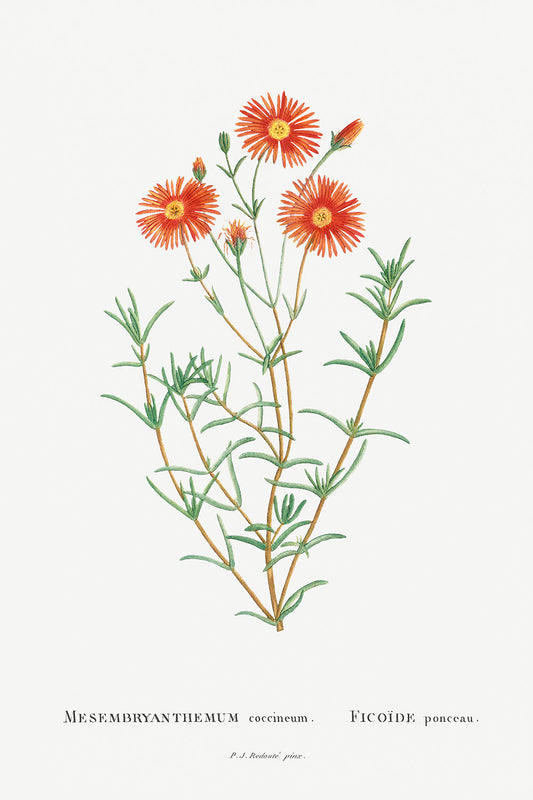 Botanical Plant Print - Mesembryanthemum Coccineum by Pierre Joseph Redoute