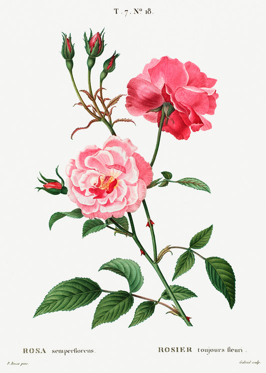 Botanical Plant Print - Ever-blowing rose (Rosa semperflorens) by Pierre Joseph Redoute