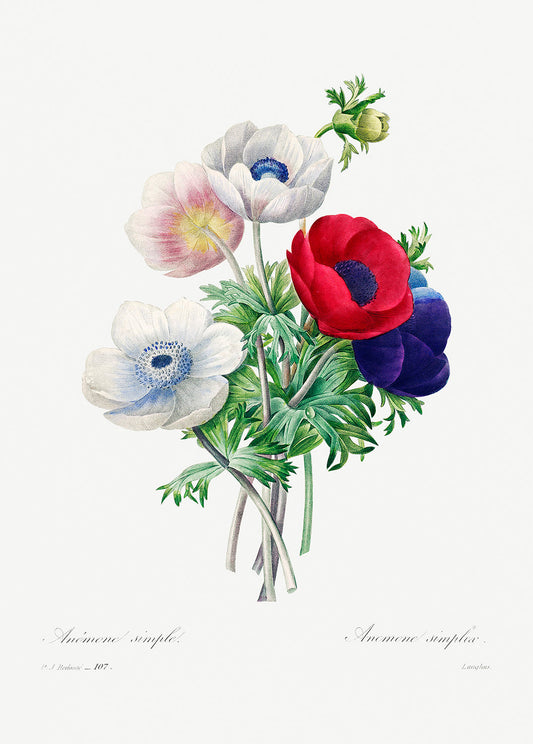 Botanical Plant Print - Anemone by Pierre Joseph Redoute