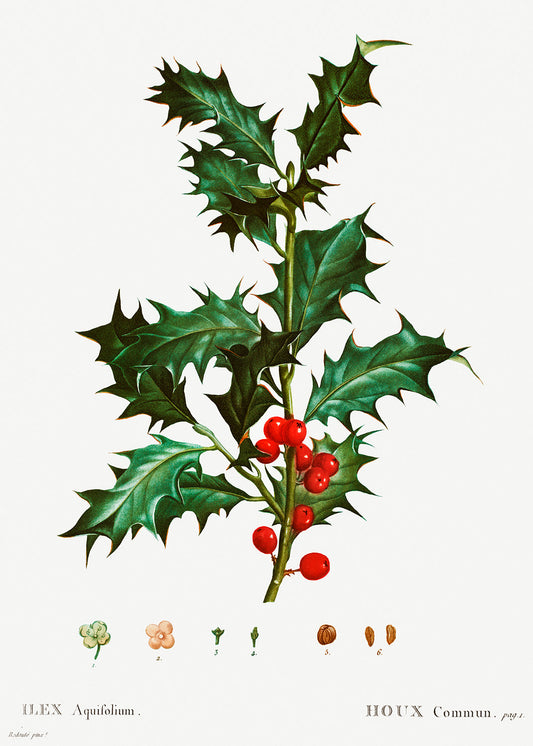 Botanical Plant Print - Common holly (Ilex aquifolium) by Pierre Joseph Redoute