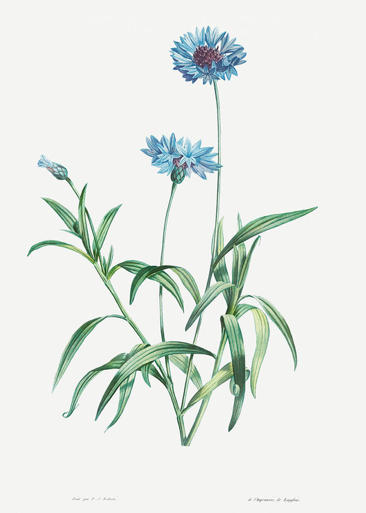 Botanical Plant Print - Blue flower by Pierre Joseph Redoute