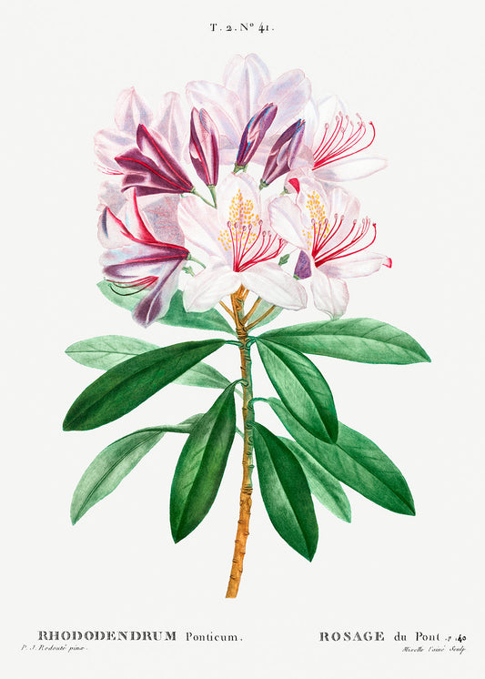 Botanical Plant Print - Rhododendron ponticum by Pierre Joseph Redoute