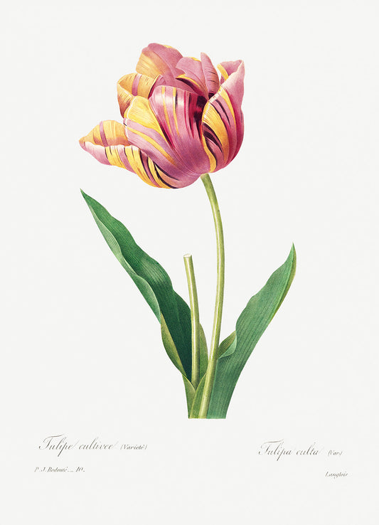 Botanical Plant Print - Tulip by Pierre Joseph Redoute