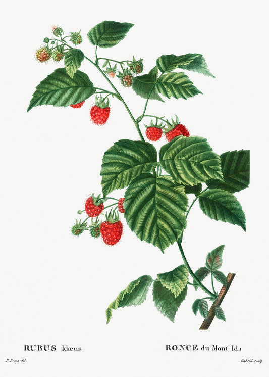 Botanical Plant Print - European Raspberry (Rubus idaeus) by Pierre Joseph Redoute