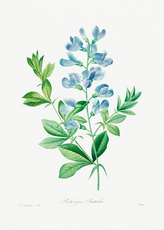 Botanical Plant Print - Sweet pea by Pierre Joseph Redoute