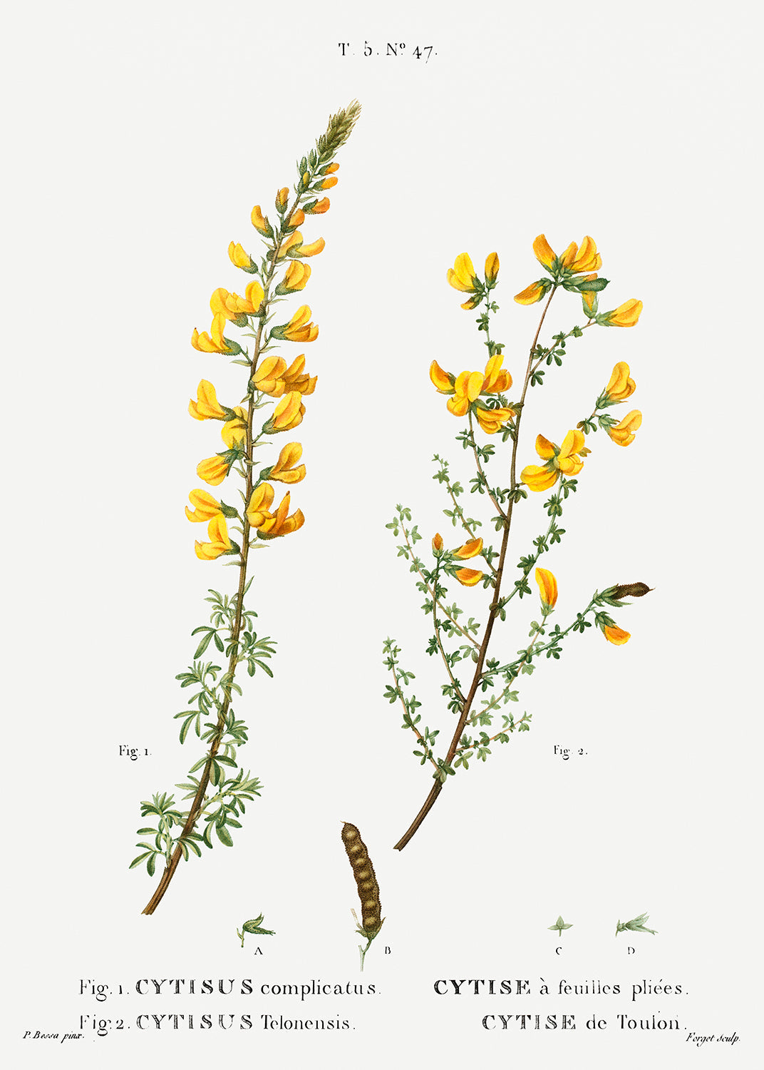 Botanical Plant Print - Cytisus complicatus and cytisus telonensis by Pierre Joseph Redoute