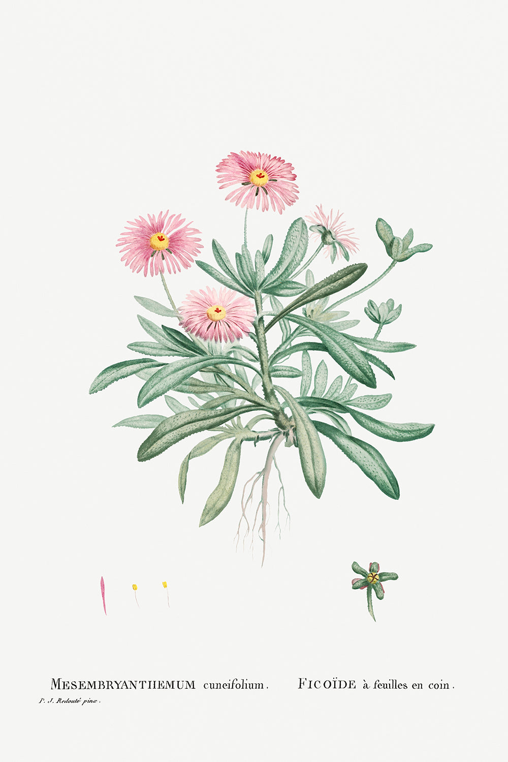 Botanical Plant Print - Mesembryanthemum Cuneifolium (Livingstone Daisy) by Pierre Joseph Redoute