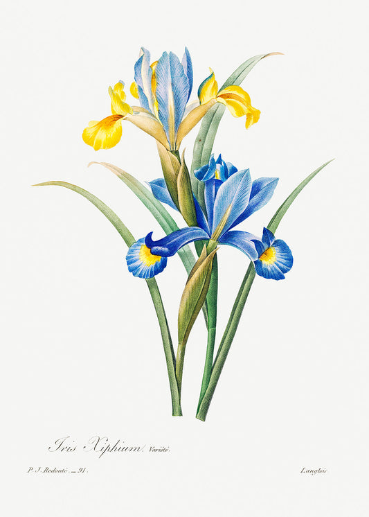 Botanical Plant Print - Spanish iris by Pierre Joseph Redoute