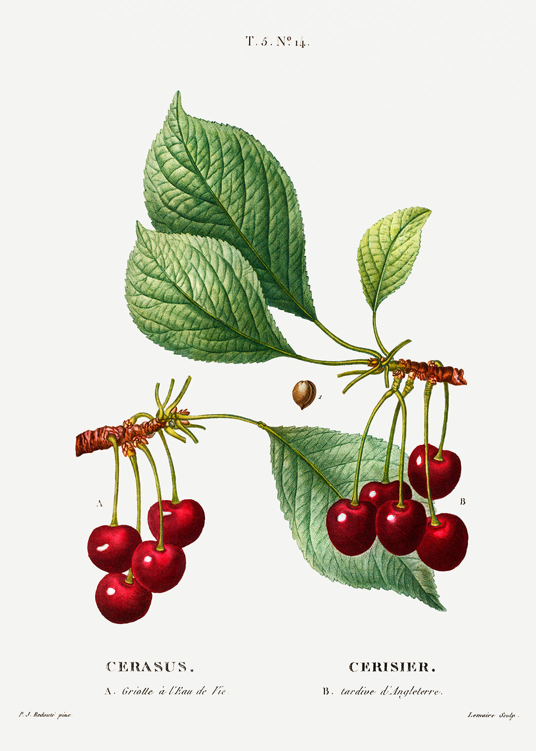 Botanical Plant Print - Cherry (Cerasus) by Pierre Joseph Redoute
