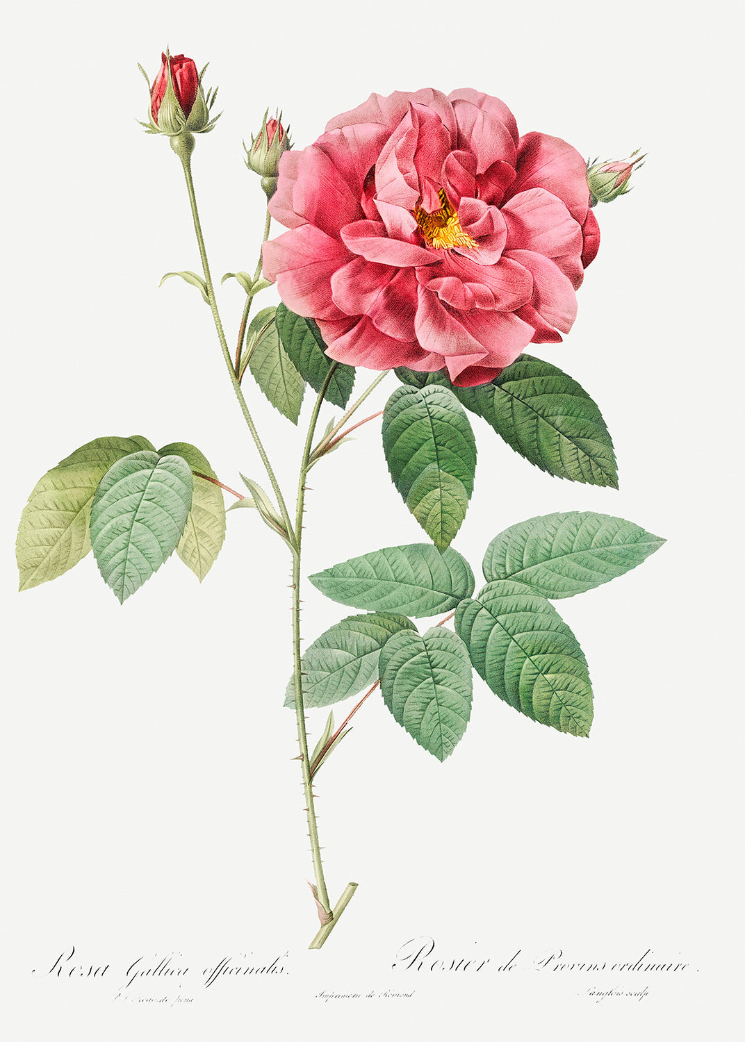 Botanical Plant Print - French Rose (Ordinary Provins Rosebush) by Pierre Joseph Redoute