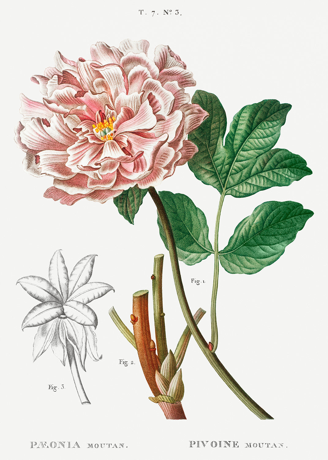 Botanical Plant Print - Moutan peony (Pivoine moutan) by Pierre Joseph Redoute