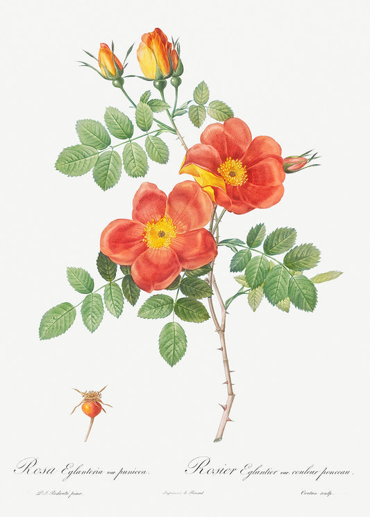 Botanical Plant Print - Austrian Copper Rose, Rosa eglanteria by Pierre Joseph Redoute