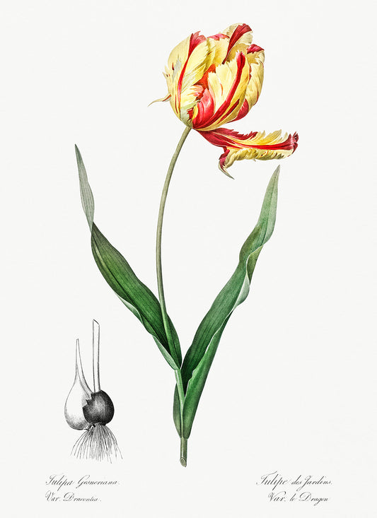 Botanical Plant Print - Didier's tulip by Pierre Joseph Redoute