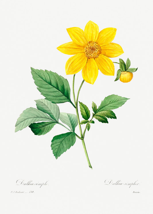 Botanical Plant Print - Dahlia by Pierre Joseph Redoute